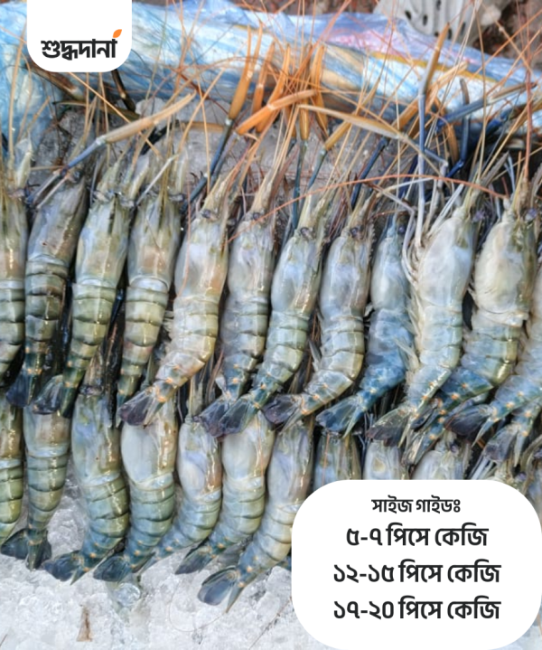 Golda Chingri (সাতক্ষীরার গলদা চিংড়ি)