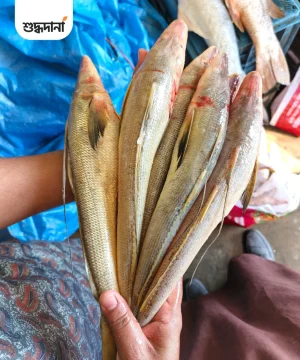 সামুদ্রিক সুন্দরী বাইলা