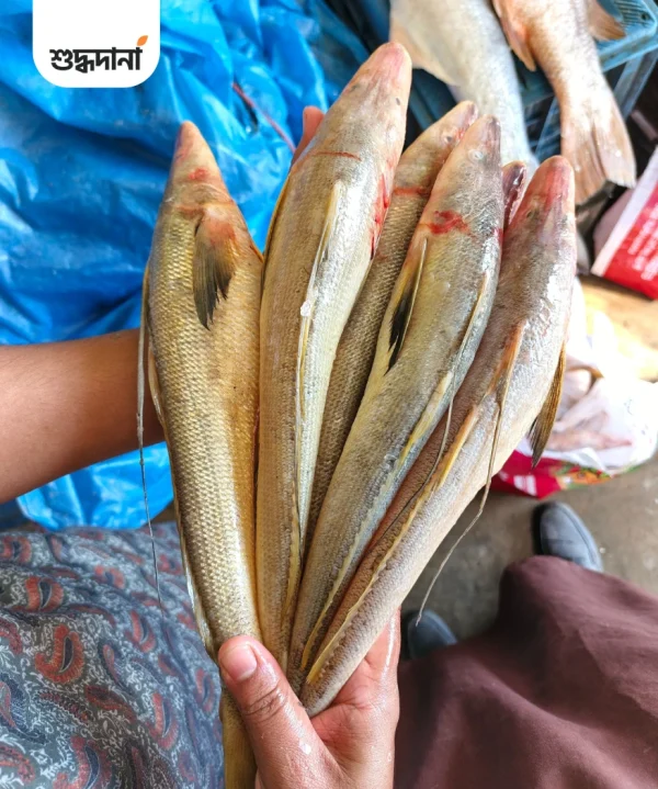 সামুদ্রিক সুন্দরী বাইলা